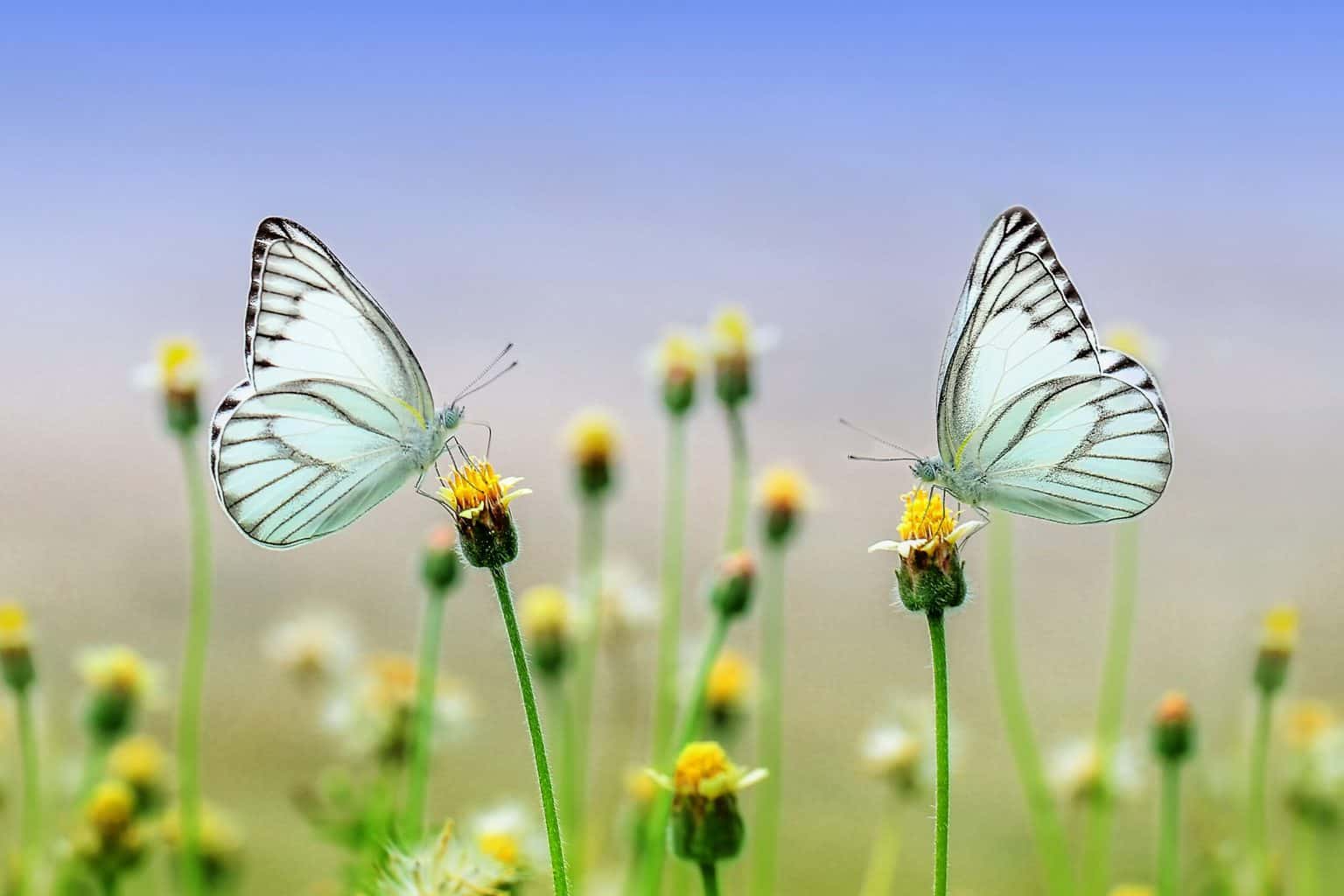 butterflies, flowers, pollinate