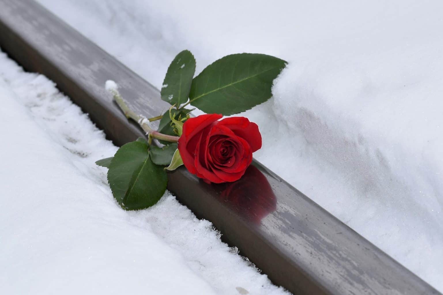 red rose, lost love, snow