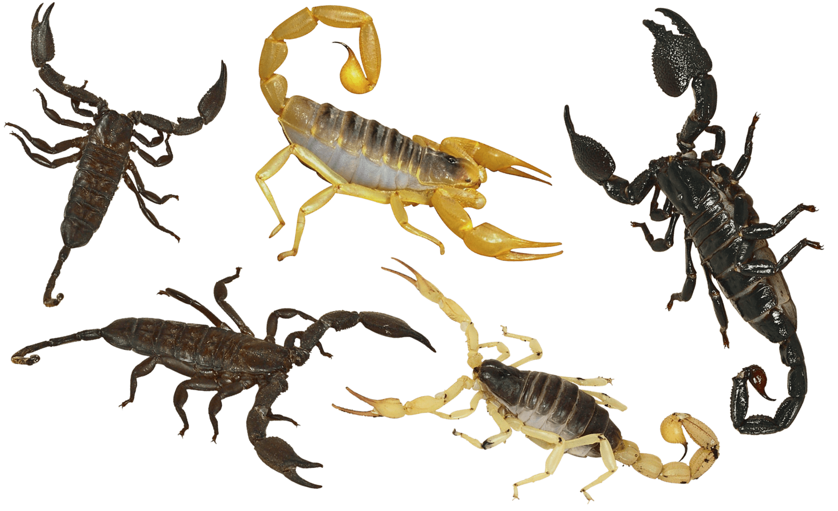 scorpion, arthropods, poisonous