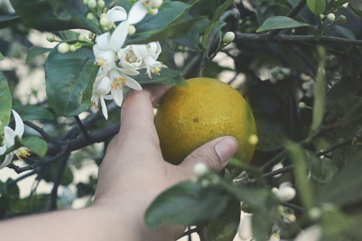 Hand-picking an orange from a citrus tree.