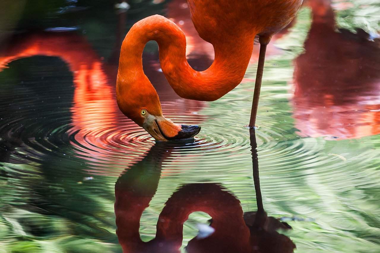 animal, flamingo, water